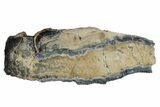Mammoth Molar Slice with Case - South Carolina #180533-1